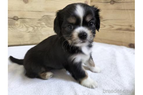 成約済の兵庫県のミックス犬-192279の9枚目