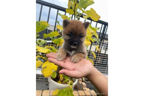 成約済の茨城県の豆柴-194801の6枚目