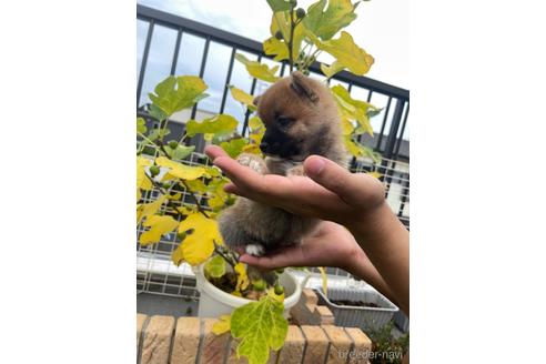 成約済の茨城県の豆柴-194801の4枚目