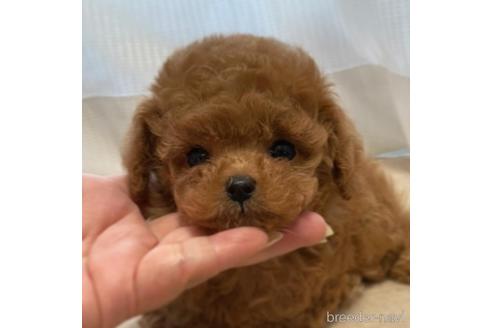 成約済の広島県のミックス犬-194806の10枚目