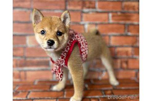 成約済の福岡県の豆柴-190074の5枚目