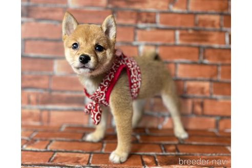 成約済の福岡県の豆柴-190074の4枚目