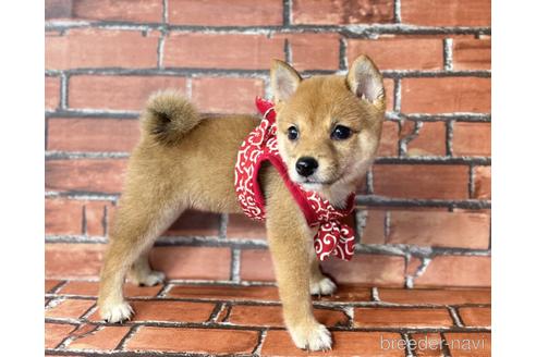 成約済の福岡県の豆柴-190074