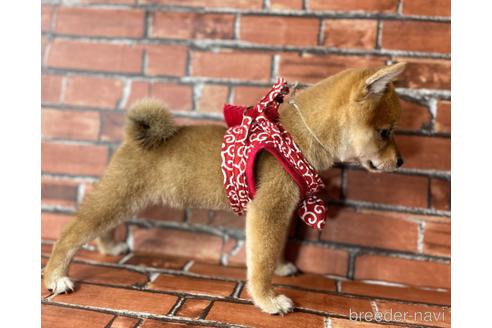 成約済の福岡県の豆柴-190074の3枚目