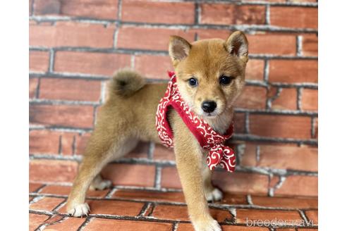 成約済の福岡県の豆柴-190074の2枚目