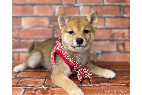 成約済の福岡県の豆柴-190073の5枚目