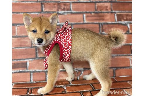 成約済の福岡県の豆柴-190073の4枚目