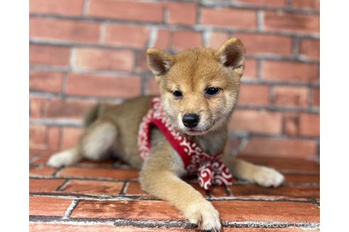 成約済の福岡県の豆柴-190073の3枚目