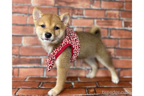 成約済の福岡県の豆柴-190073の1枚目