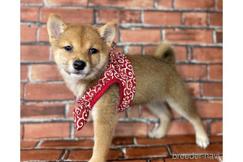 成約済の福岡県の豆柴-190073の2枚目