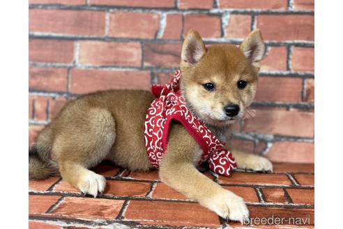 成約済の福岡県の豆柴-190069の3枚目