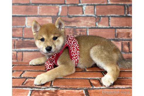 成約済の福岡県の豆柴-190069の2枚目