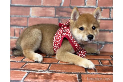 成約済の福岡県の豆柴-190069の1枚目