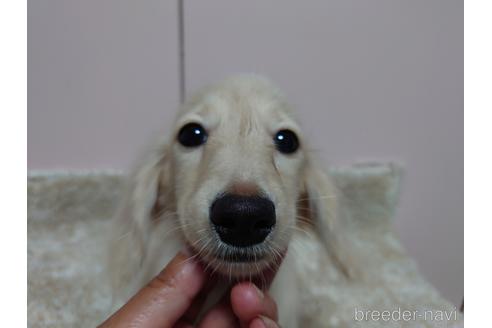 成約済の広島県のカニンヘンダックスフンド(ロングヘアード)-187792の20枚目