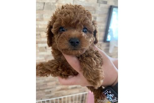 成約済の愛媛県のタイニープードル-188703の5枚目