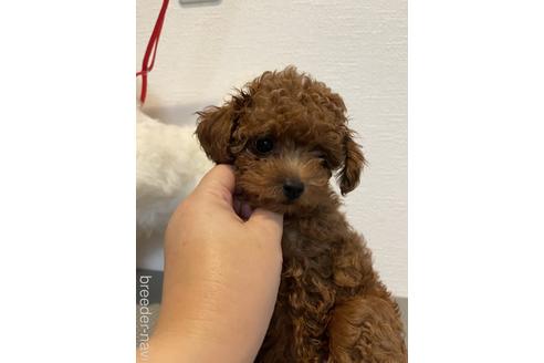 成約済の愛媛県のタイニープードル-188703の4枚目