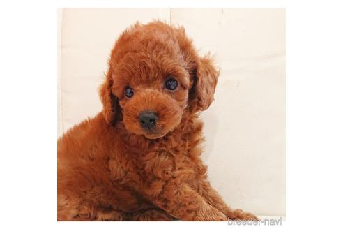 成約済の静岡県のミックス犬-194868の1枚目