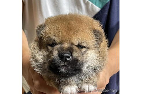 成約済の千葉県の柴犬-194896の1枚目