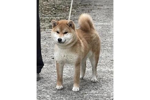 成約済の千葉県の柴犬-194896の4枚目