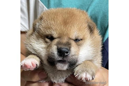 成約済の千葉県の柴犬-194897の1枚目