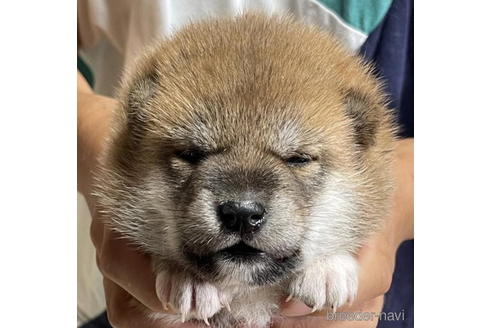 成約済の千葉県の柴犬-194898の1枚目