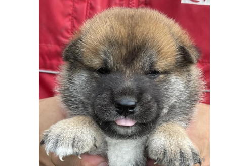 成約済の千葉県の柴犬-194907の1枚目