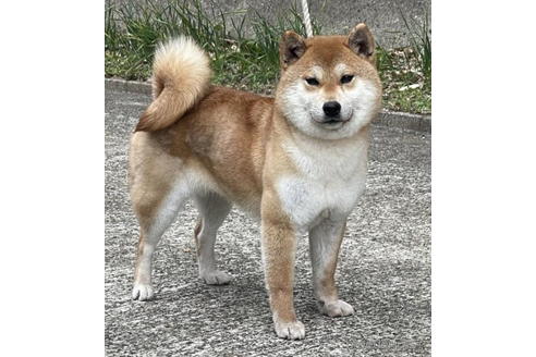 成約済の千葉県の柴犬-194908の4枚目