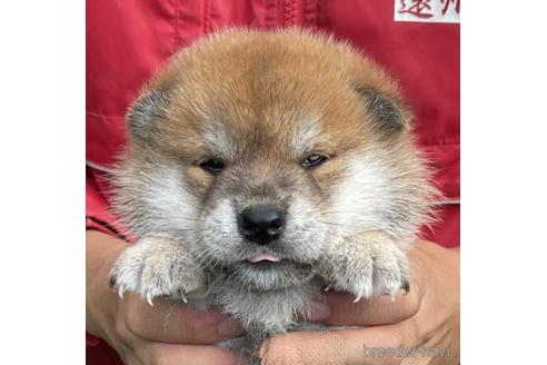 成約済の千葉県の柴犬-194908の1枚目