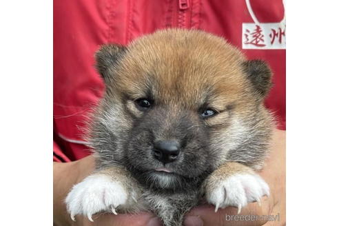 成約済の千葉県の柴犬-194909の1枚目