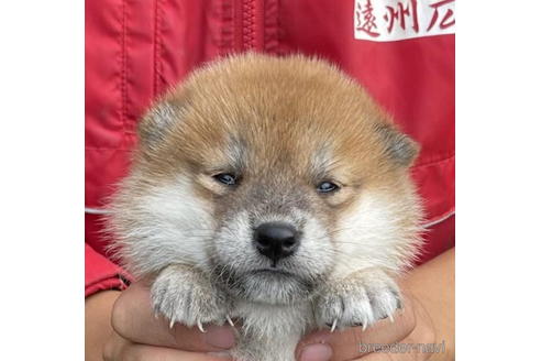 成約済の千葉県の柴犬-194911の1枚目