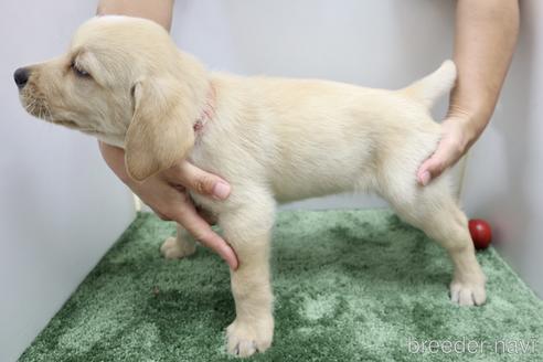 成約済の群馬県のラブラドールレトリーバー-190790の4枚目