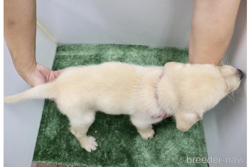 成約済の群馬県のラブラドールレトリーバー-190790の2枚目