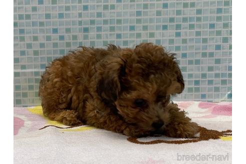 成約済の東京都のミックス犬-189296の5枚目
