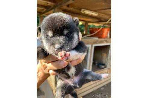 成約済の広島県の柴犬-194943の6枚目