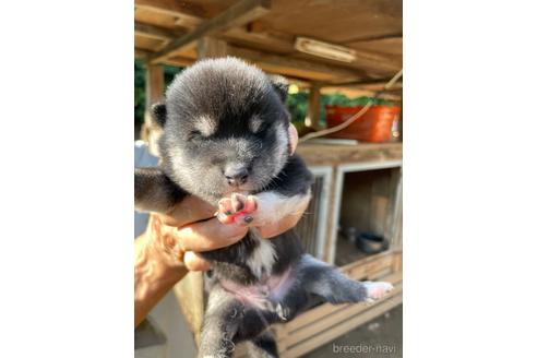 成約済の広島県の柴犬-194943の7枚目