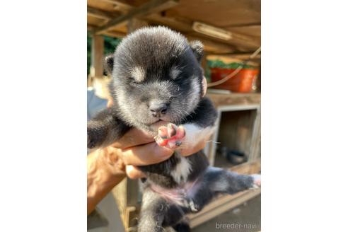 成約済の広島県の柴犬-194943の8枚目