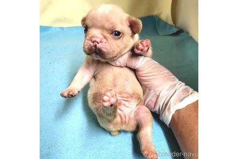 成約済の茨城県のフレンチブルドッグ-195011の11枚目