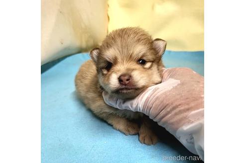 成約済の茨城県のポメラニアン-195013の9枚目