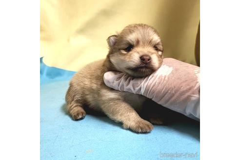 成約済の茨城県のポメラニアン-195013の7枚目