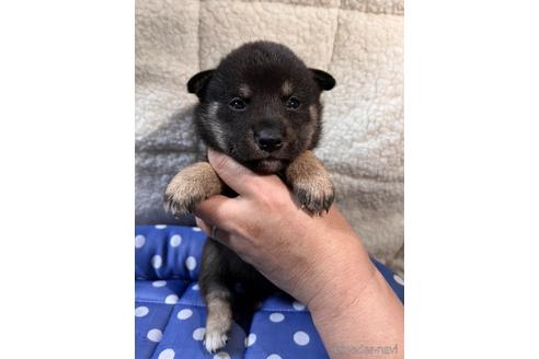 成約済の北海道の柴犬-195018の1枚目