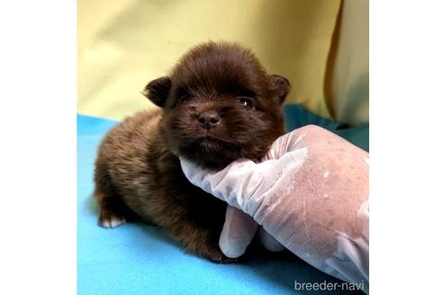 成約済の茨城県のポメラニアン-195015の7枚目