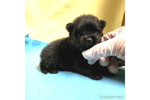 成約済の茨城県のポメラニアン-195017の9枚目
