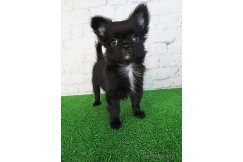 成約済の大阪府のチワワ(ロングコート)-195020の1枚目