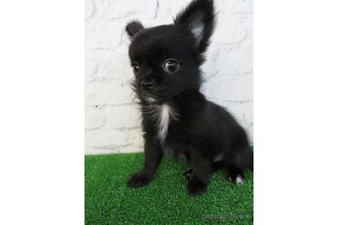 成約済の大阪府のチワワ(ロングコート)-195020の4枚目