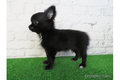 成約済の大阪府のチワワ(ロングコート)-195020の3枚目