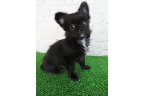 成約済の大阪府のチワワ(ロングコート)-195020の2枚目