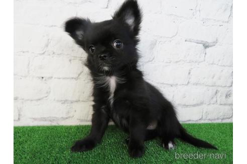 成約済の大阪府のチワワ(ロングコート)-195020の5枚目