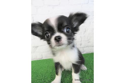 成約済の大阪府のチワワ(ロングコート)-195025