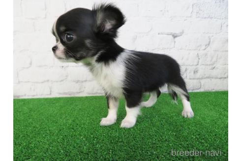 成約済の大阪府のチワワ(ロングコート)-195025の3枚目