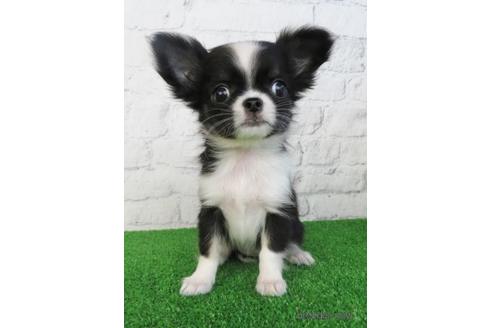 成約済の大阪府のチワワ(ロングコート)-195025の4枚目